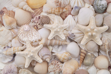 Seashells texture, many amazing seashells and starfishes mixed