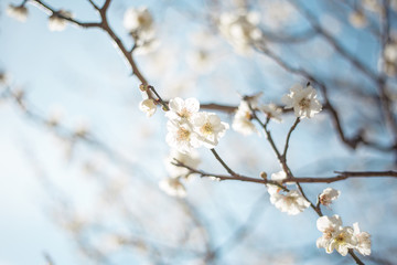 白梅　青空