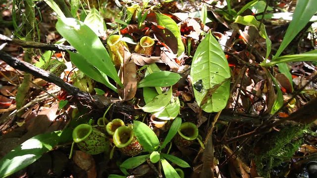Pitcher plant from Borneo, Mulu National Park