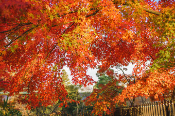 Red and Colorful Japanese Maple Leaves Background in Kyoto