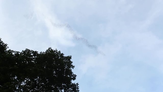 Swarming of the bats in Mulu National Park, Borneo, Malaysia