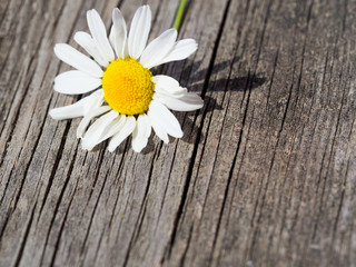 Obraz premium White daisy flower on rustic weathered wooden table