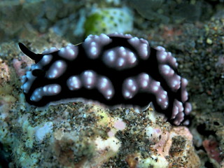 The amazing and mysterious underwater world of Indonesia, North Sulawesi, Manado, sea slug