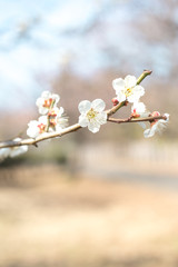 白梅　青空