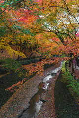 Fototapeta na wymiar Beautiful Japanese Maple Leaves Background in Odoi inside Kitano Tenmangu Shrine with small road and river canal, Kyoto, Japan