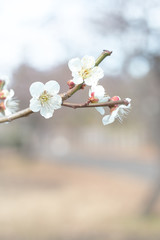 白梅　青空