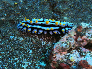 The amazing and mysterious underwater world of Indonesia, North Sulawesi, Manado, sea slug