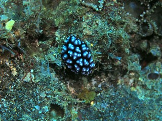 The amazing and mysterious underwater world of Indonesia, North Sulawesi, Manado, sea slug