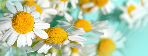 Fototapeta premium Fresh chamomile flowers - medicinal chamomile plant