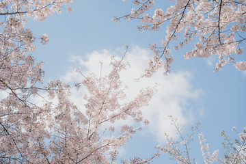Beautiful cherry blossom in spring
