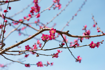 紅梅　青空