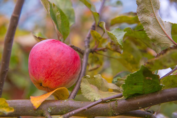 Beautiful red apples grow on a tree.