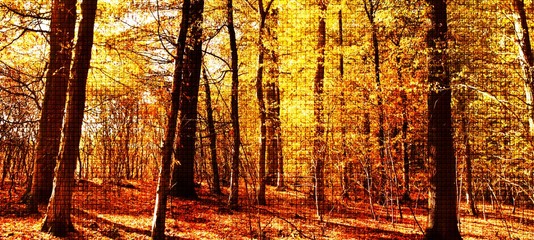 Close up of Autumn colored beech trees in the sunlight