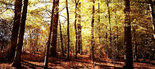 Close up of Autumn colored beech trees in the sunlight