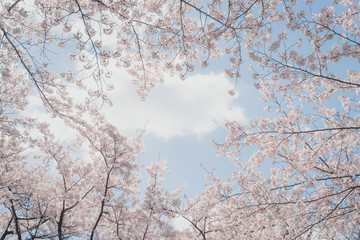 Beautiful cherry blossom sakura in spring time over sky