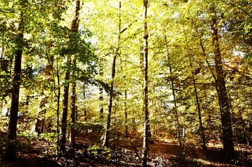 Close up of Autumn colored beech trees in the sunlight
