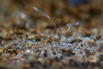 Skeleton Shrimp, Widderkrebschen (Caprellidae)II