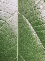 Close up Green Leaf texture. concept for natural and freshness