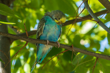 A beautiful light green parrot is sitting on a branch. Wildlife bird in the forest. Close-up.