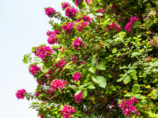 Pink Bougainvillea flower on white background