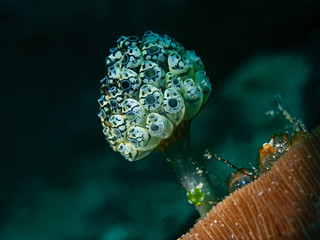 Stalked Green Ascidian, Pilz-Seescheide (Nephteis fascicularis)