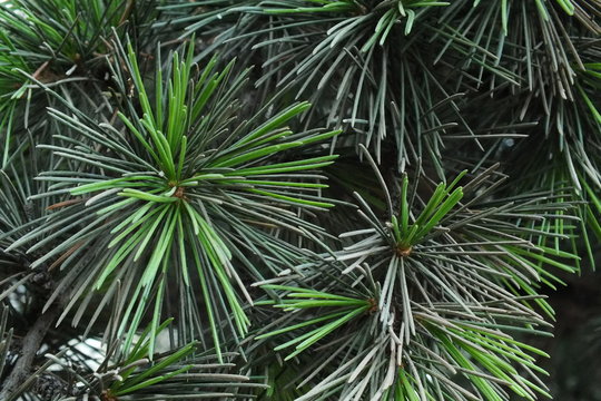 background macro image of green pine tree christmas needles