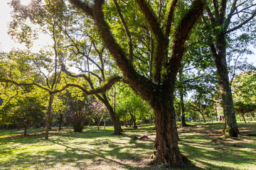 Fototapeta na wymiar Trees in Ibirapuera Park in San Paulo Brazil in the beginning of February