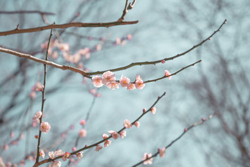 紅梅　青空