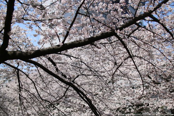 sakura in spring
