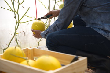 A blue shirt farmer in a yellow melon garden