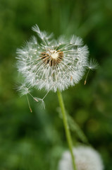 Beautiful dandelion flower with flying feathers on green background. 