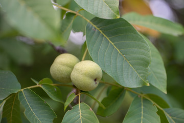 Walnut tree, branch with fruits and green leaves. Shallow depth of field, soft focus, bokeh.