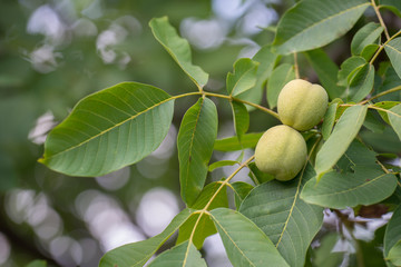 Walnut tree, branch with fruits and green leaves. Shallow depth of field, soft focus, bokeh.