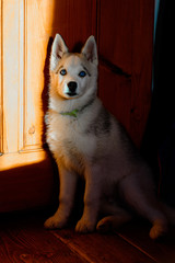 Siberian beautiful husky puppy, portrait at home.