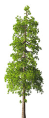 Evergreen tall coniferous pine tree on a white insulating background on high resolution. 3D stock illustration.