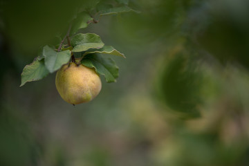 Quince tree, branch with a ripe fruit and green leaves. Shallow depth of focus,  bokeh.