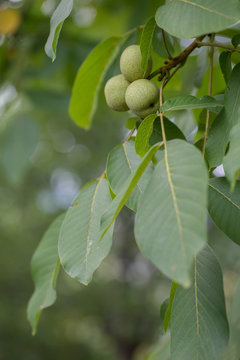 Walnut tree, branch with fruits and green leaves. Shallow depth of field, soft focus, bokeh.
