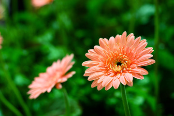 orange gerbera flowers in garden and blur green leaves background.
