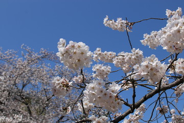 sakura in spring