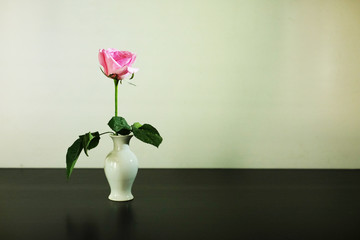 Pink rose straight up in vase on white background