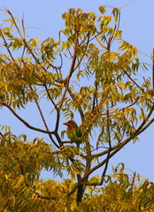 brown headed barbet on a neem tree