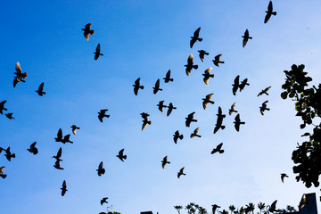 Silhouette group of birds flying on blue sky, photo  shooting from under.