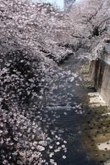 sakura in spring