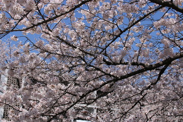 sakura in spring
