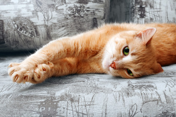 clseup of ginger cat lying on couch and stretching itself