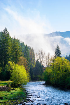 mountain river on a misty sunrise. fantastic nature with fog rolling above the trees in fresh green foliage on the shore in the distance. beautiful countryside scenery in morning light
