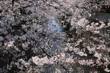sakura in spring
