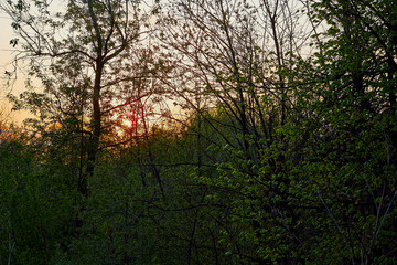 Landscape with tree and yellow and red sunset through branch of tree in a spring evening