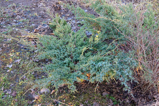 Creeping juniper Andorra Compact - Latin name - Juniperus horizontalis Andorra Compact