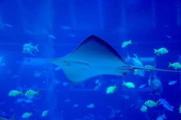 Fototapeta premium Sea life, a stingray swimming in clear water with variety of sea fishes in background